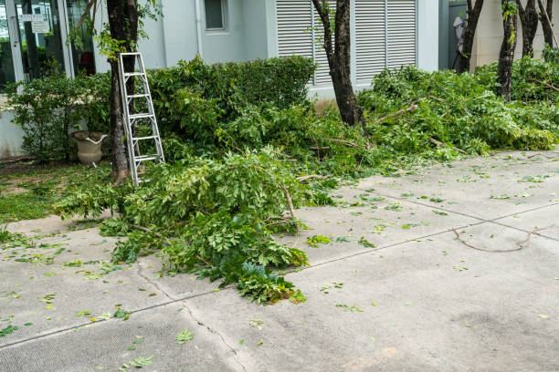 How Our Tree Care Process Works  in  Westwood, CA